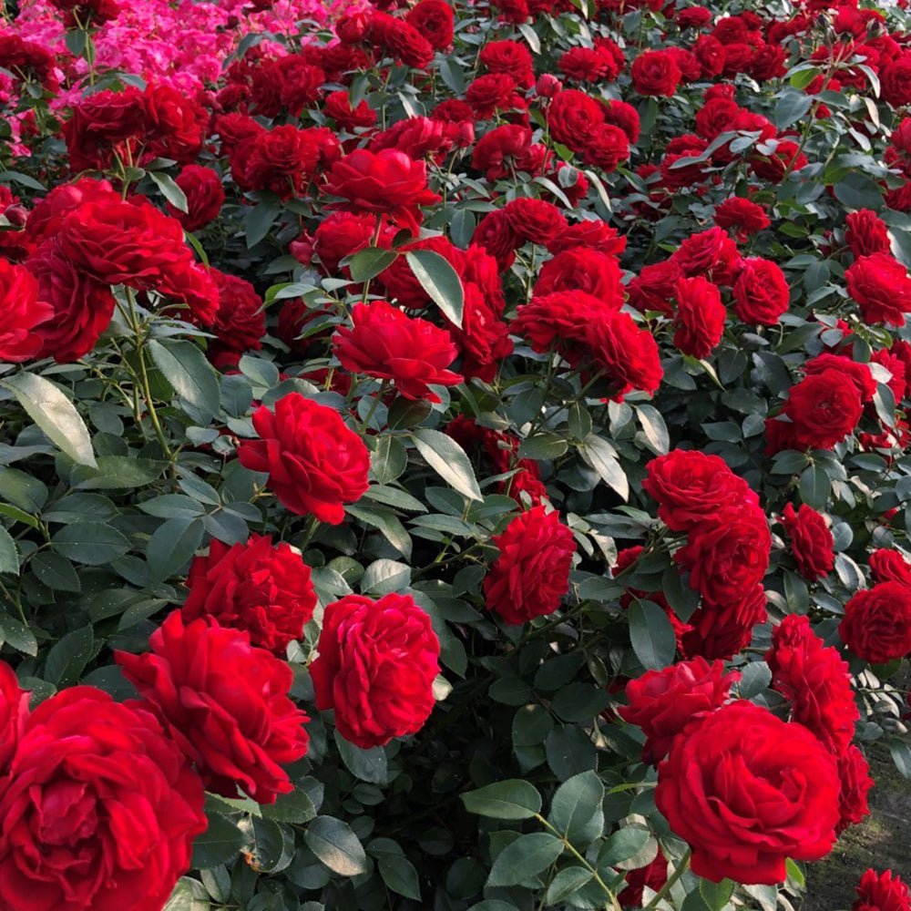 Trandafir Tufa rosu Till Eulenspiegel, inflorire repetata