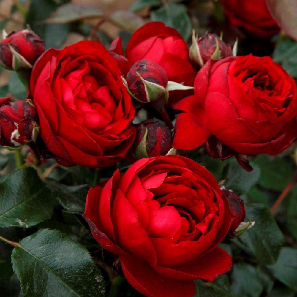 Trandafir Tufa rosu Till Eulenspiegel, inflorire repetata