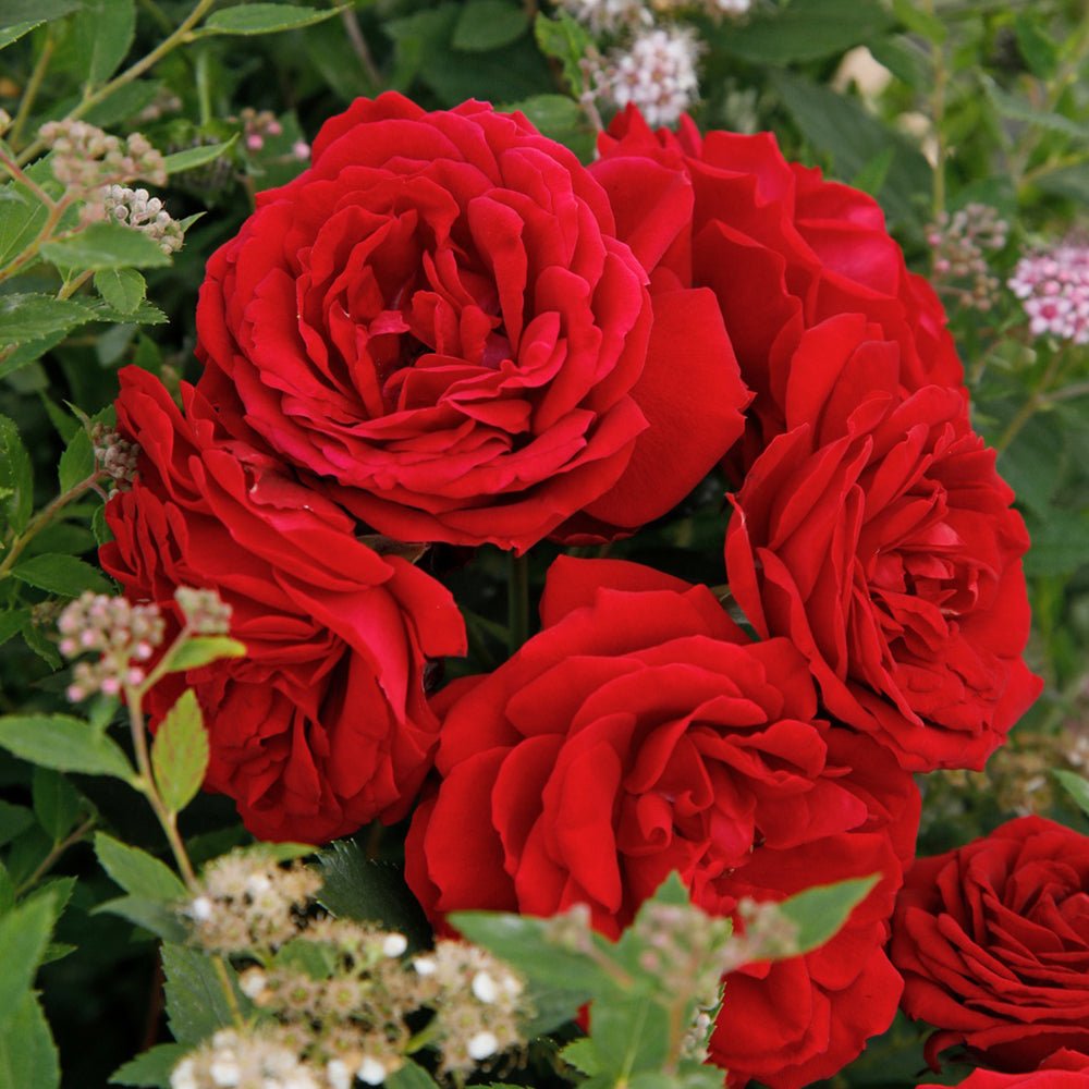 Trandafir Tufa rosu Till Eulenspiegel, inflorire repetata