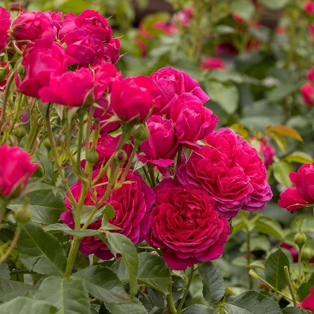 Trandafir Tufa violet-purpuriu Soul, parfum intens