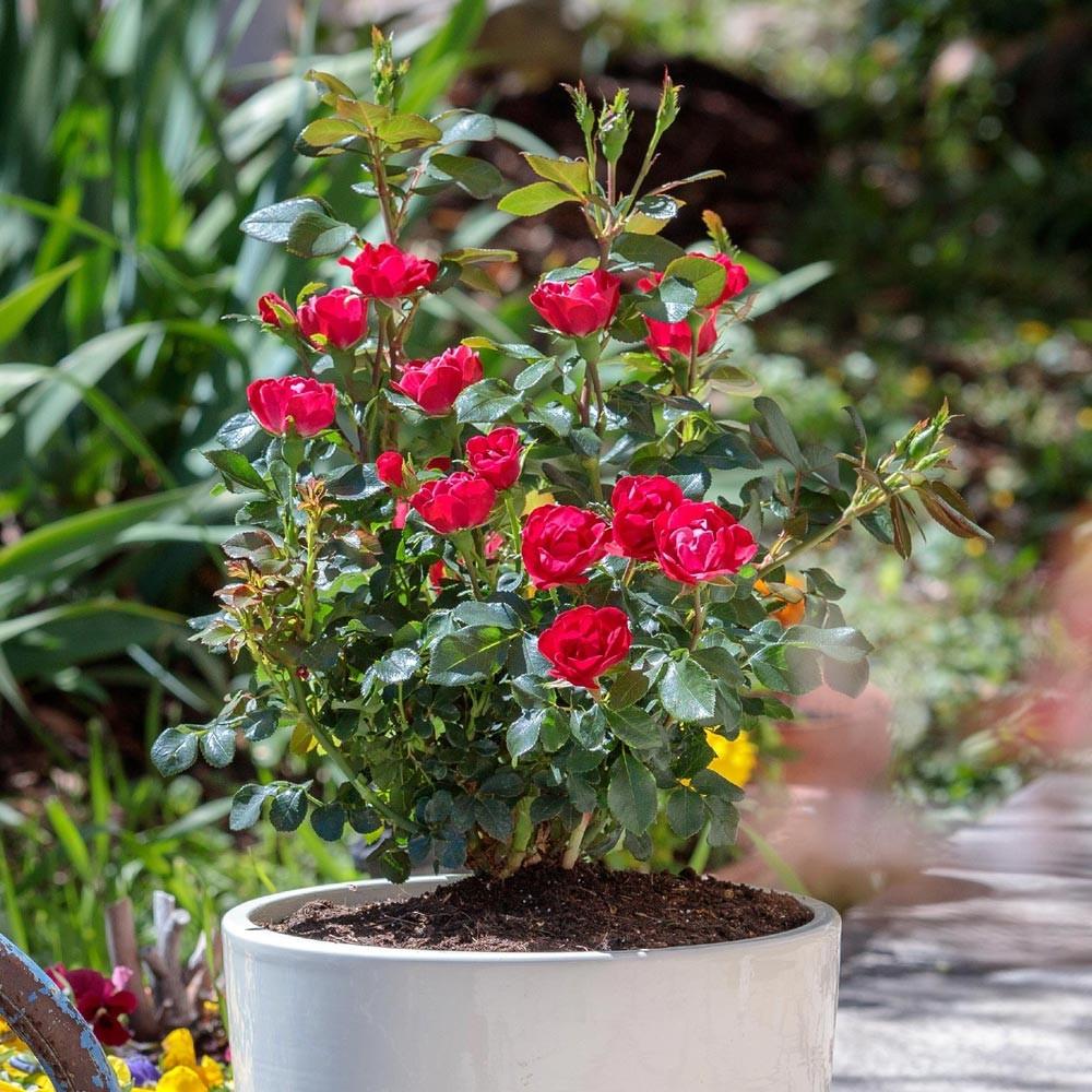 Trandafir Tufa rosu aprins Zepeti, inflorire repetata