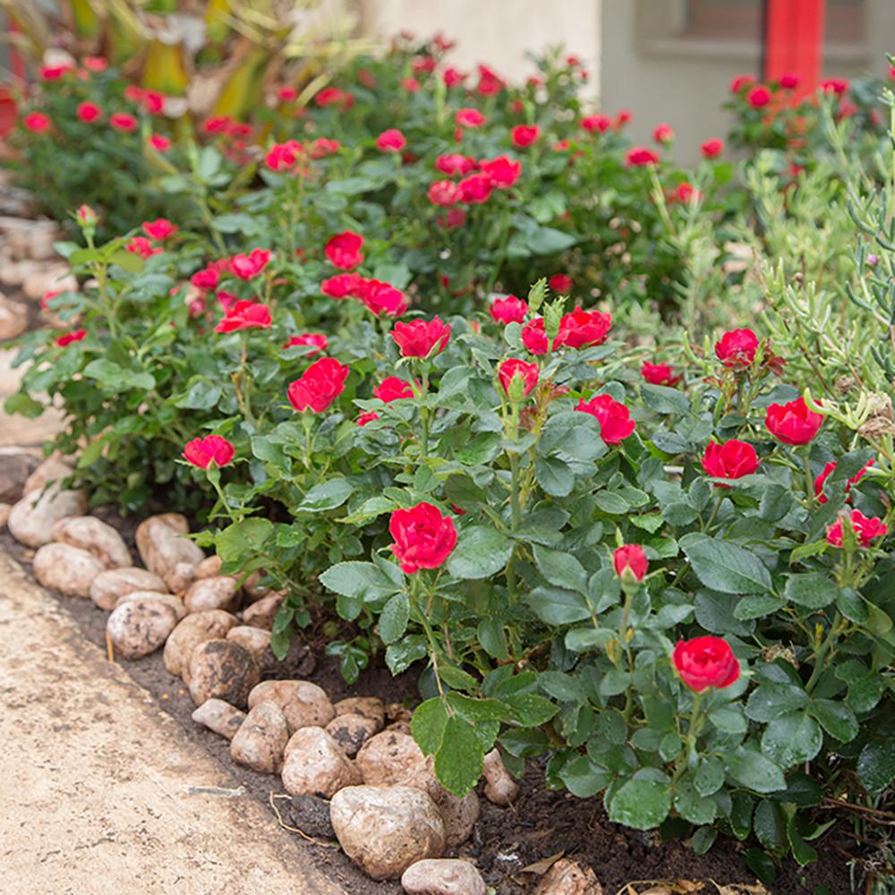 Trandafir Tufa rosu aprins Zepeti, inflorire repetata