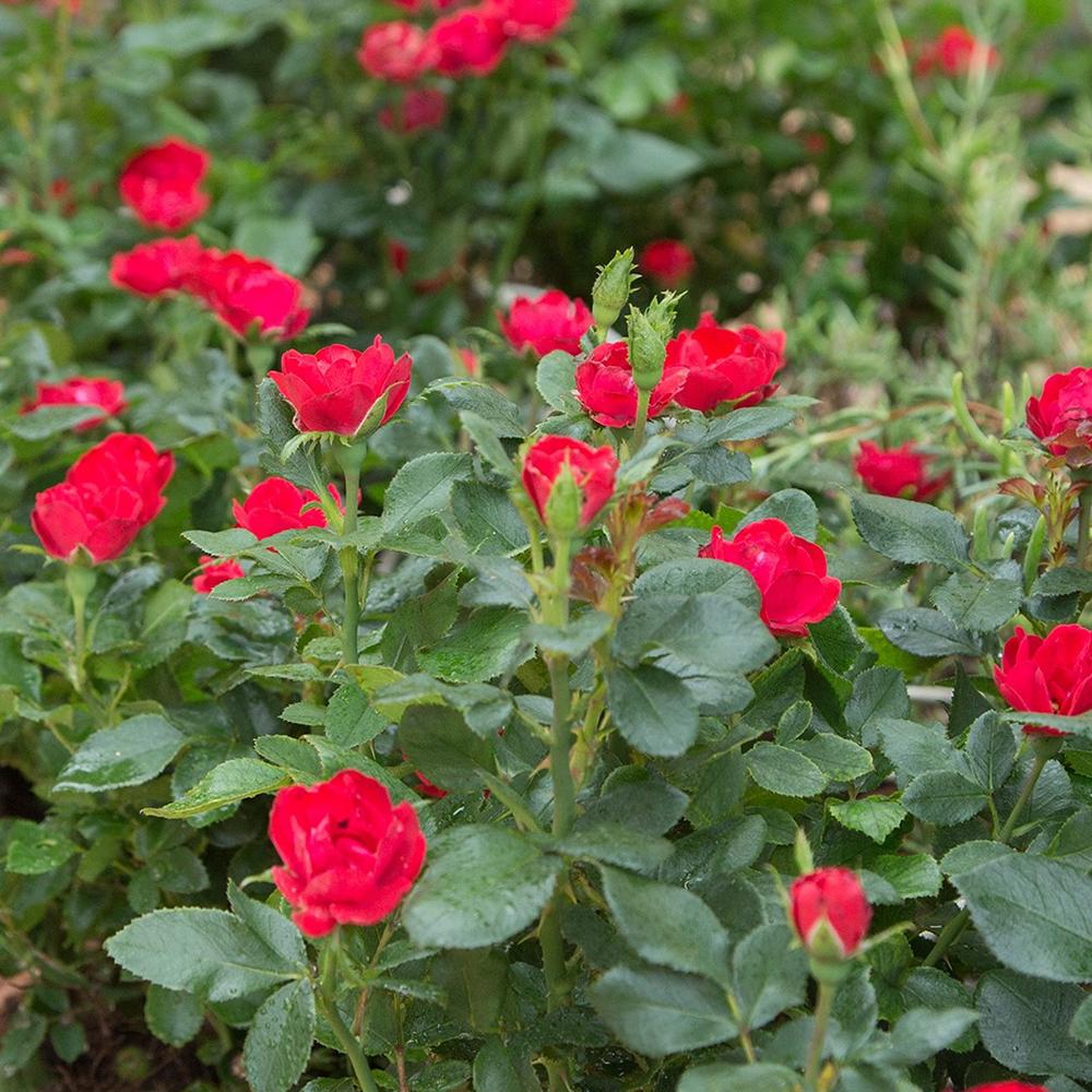 Trandafir Tufa rosu aprins Zepeti, inflorire repetata