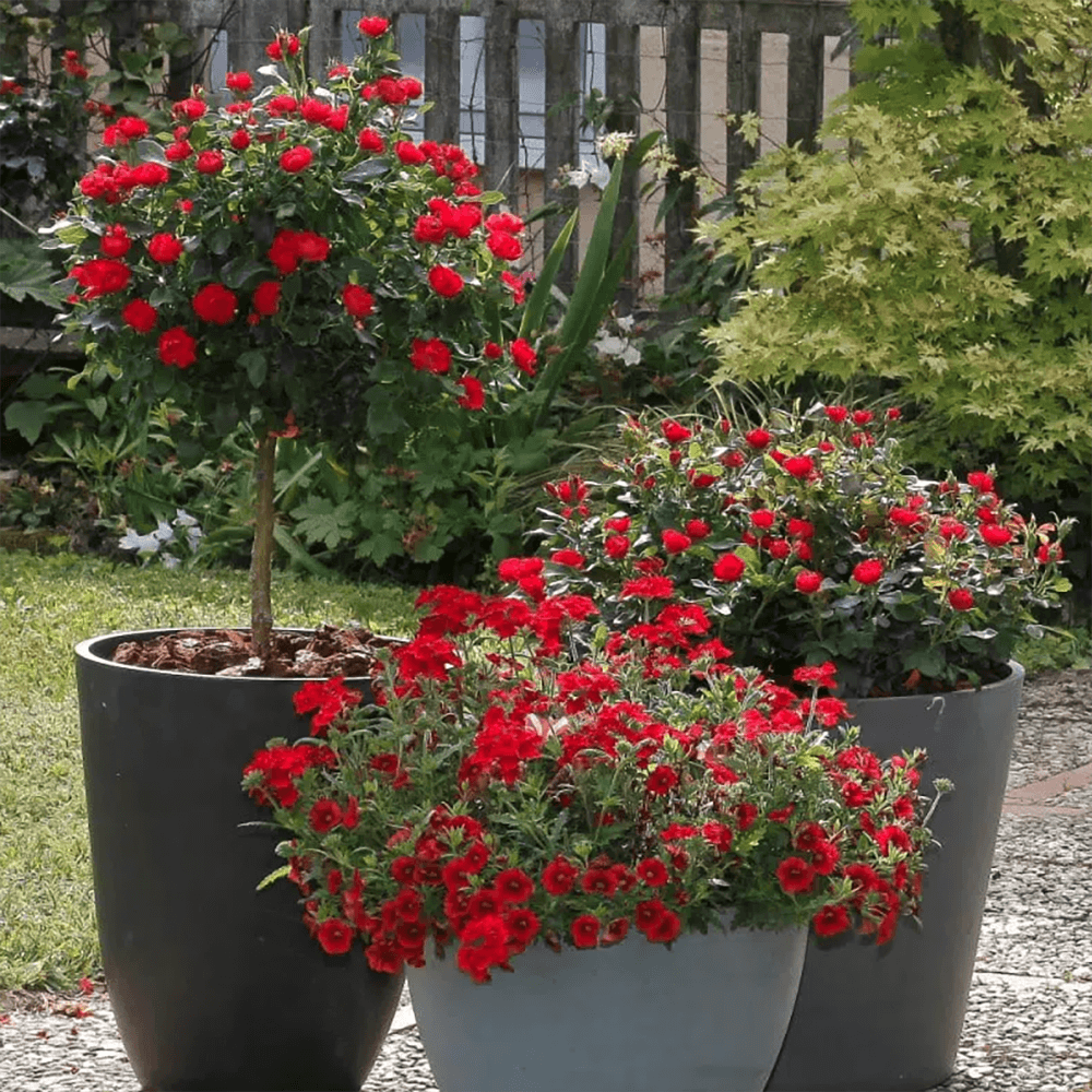 Trandafir Pomisor rosu Zepeti, inflorire repetata