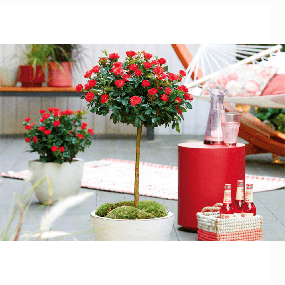 Trandafir Pomisor rosu Zepeti, inflorire repetata