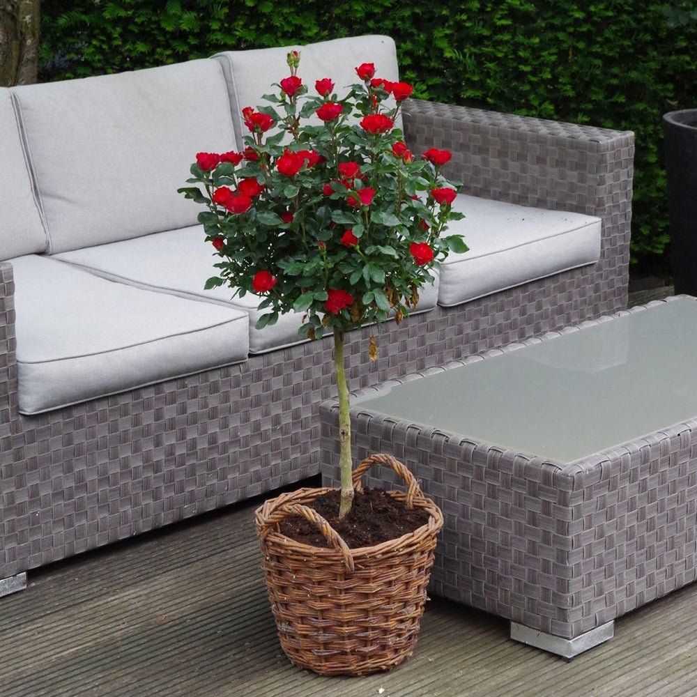 Trandafir Pomisor rosu Zepeti, inflorire repetata