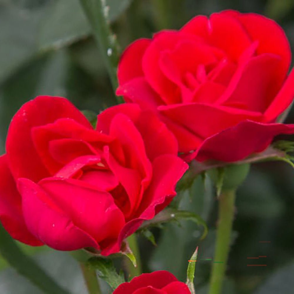 Trandafir Pomisor rosu Zepeti, inflorire repetata