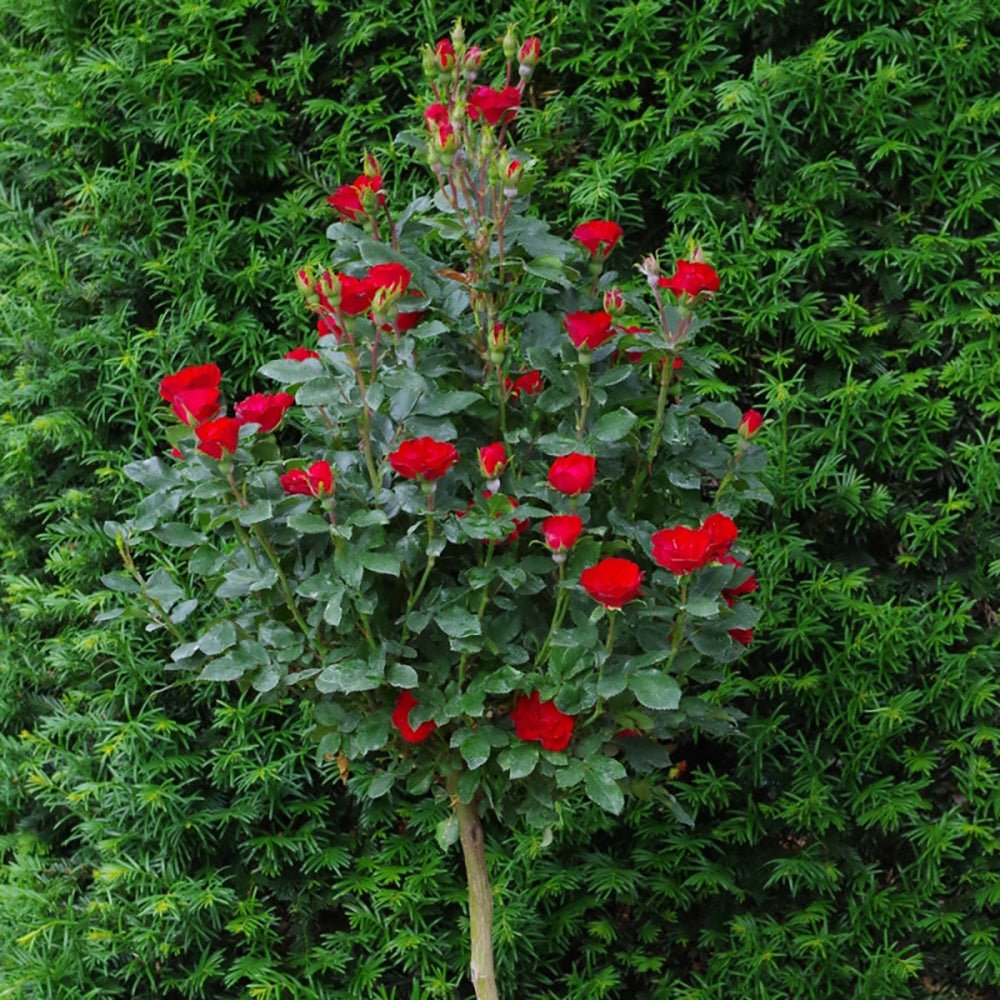 Trandafir Pomisor rosu Zepeti, inflorire repetata