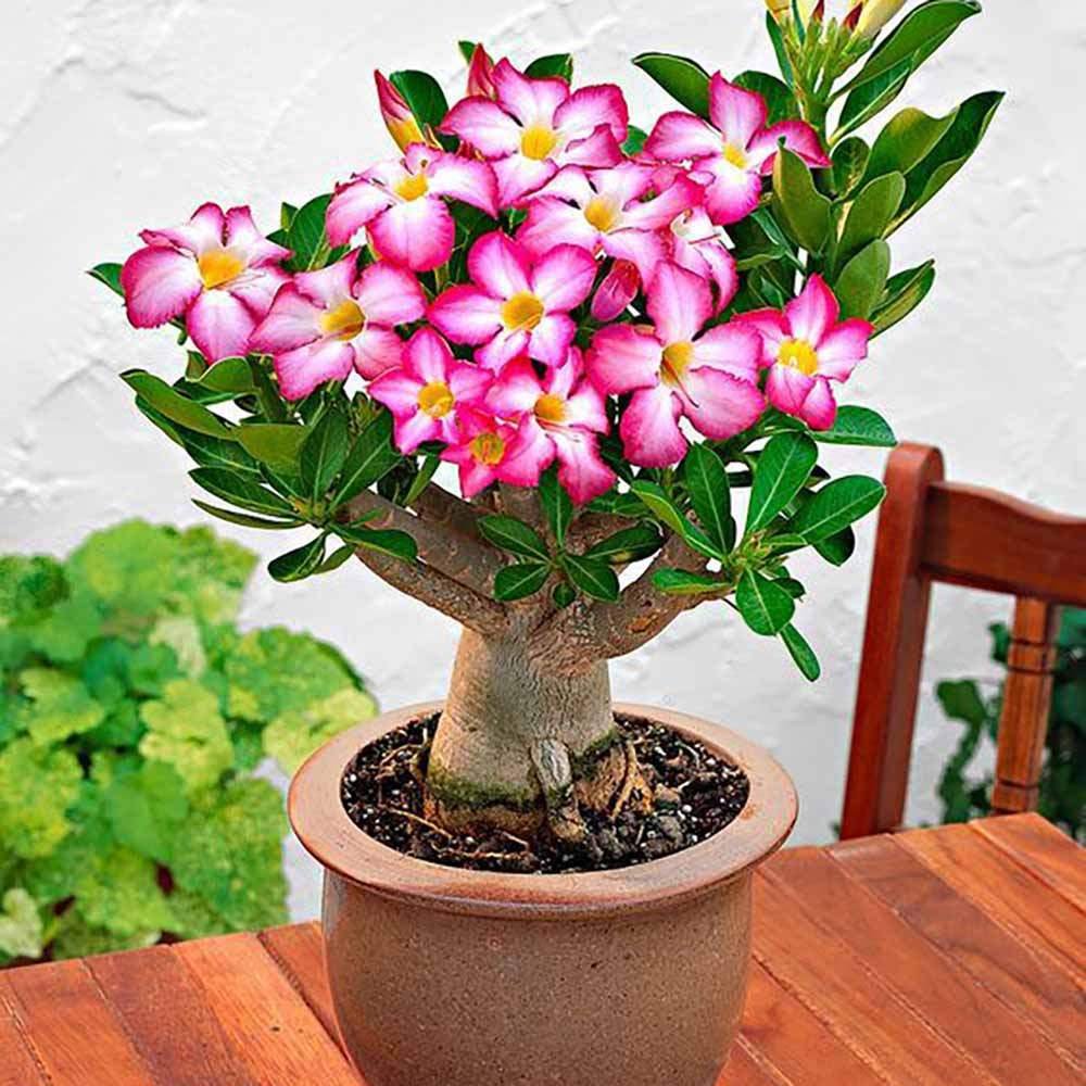 Trandafirul Desertului (Adenium obesum)