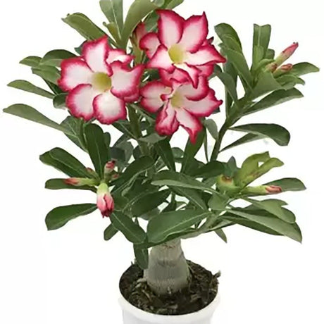 Trandafirul Desertului (Adenium obesum) - VERDENA-25 cm inaltime, livrat in ghiveci de 1.2 l