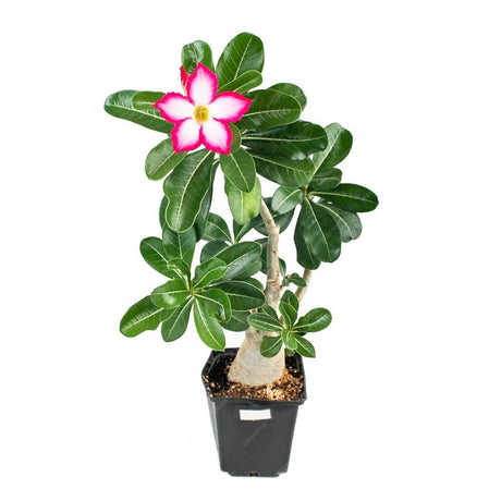 Trandafirul Desertului (Adenium obesum) - VERDENA-25 cm inaltime, livrat in ghiveci de 1.2 l