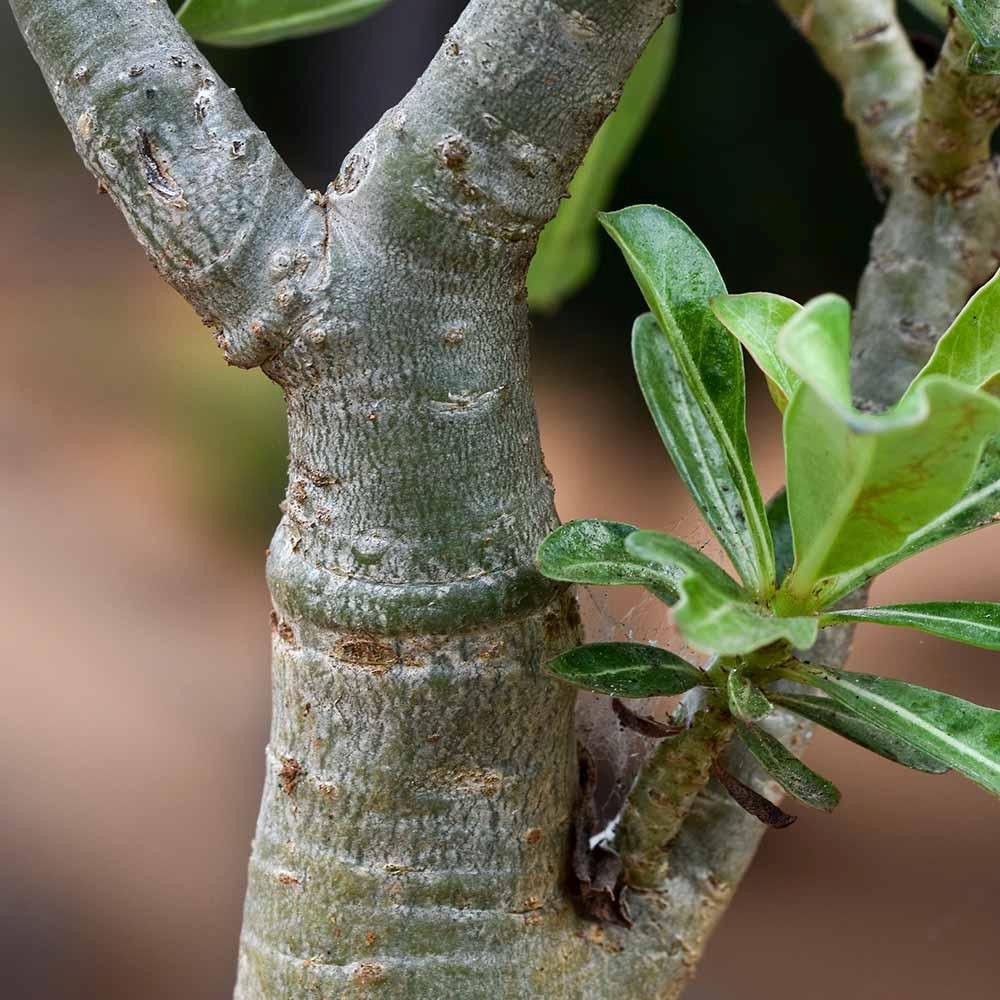 Trandafirul Desertului (Adenium obesum)