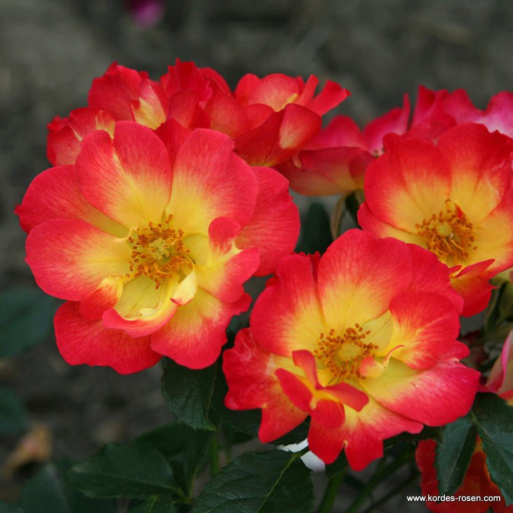 Trandfir Pitic Summer Of Love