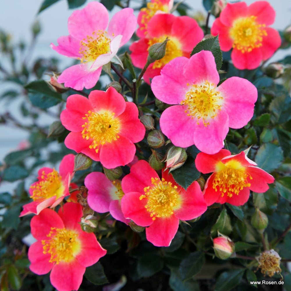 Trandfir Pitic Topolina