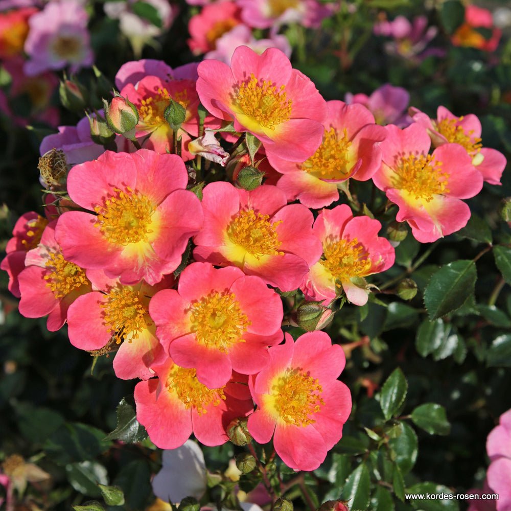 Trandfir Pitic Topolina