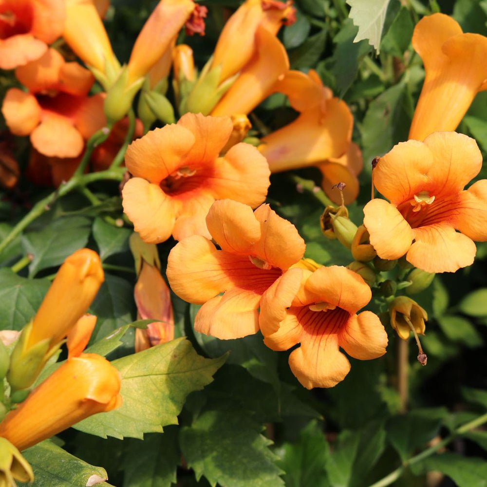 Trompeta Cataratoare Luleaua turcului Indian Summer, cu flori portocalii-aprins