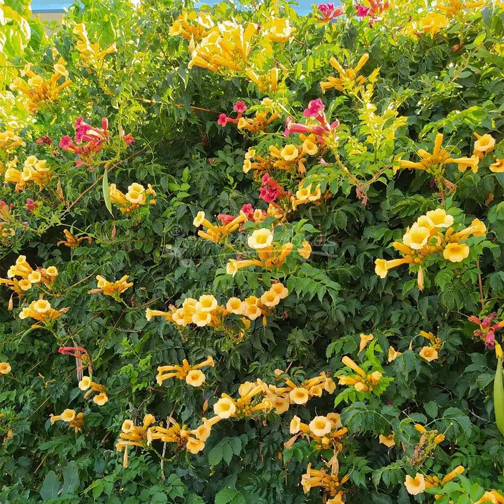 Trompeta Cataratoare, Luleaua turcului Flava, cu flori galbene