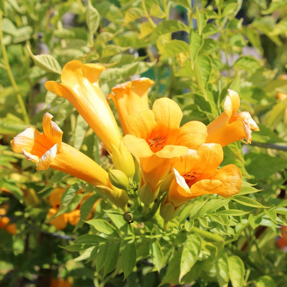 Trompeta Cataratoare, Luleaua turcului Flava, cu flori galbene