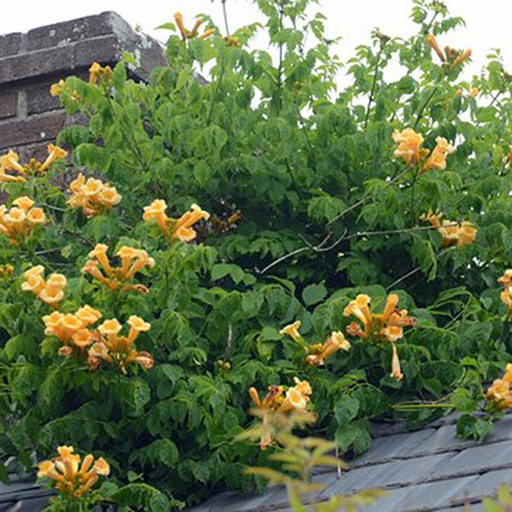 Trompeta Cataratoare, Luleaua turcului Flava, cu flori galbene