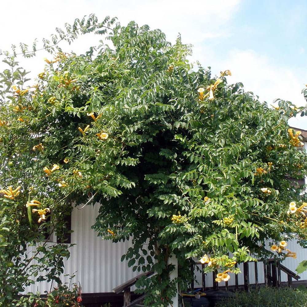 Trompeta Cataratoare, Luleaua turcului Flava, cu flori galbene