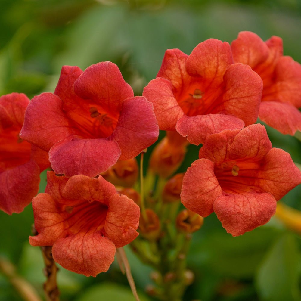Trompeta Cataratoare, Luleaua turcului Flamenco, cu flori rosii-aprins