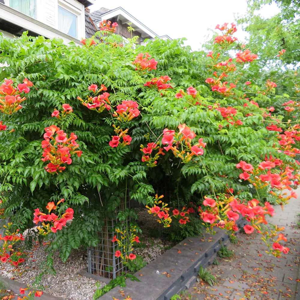 Trompeta Cataratoare, Luleaua turcului Madame Galen, cu flori somon