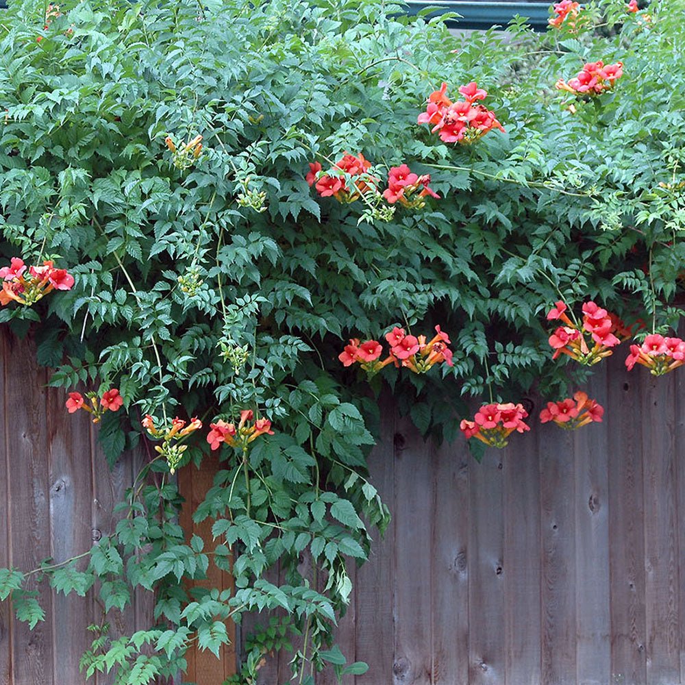 Trompeta Cataratoare, Luleaua turcului Radicans Stromboli, cu flori rosii