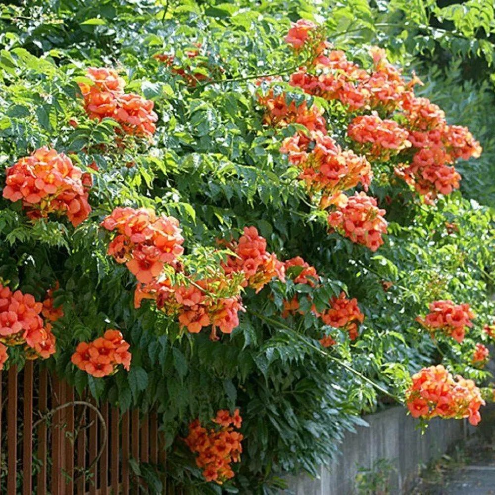 Trompeta Cataratoare, Luleaua turcului Radicans Stromboli, cu flori rosii