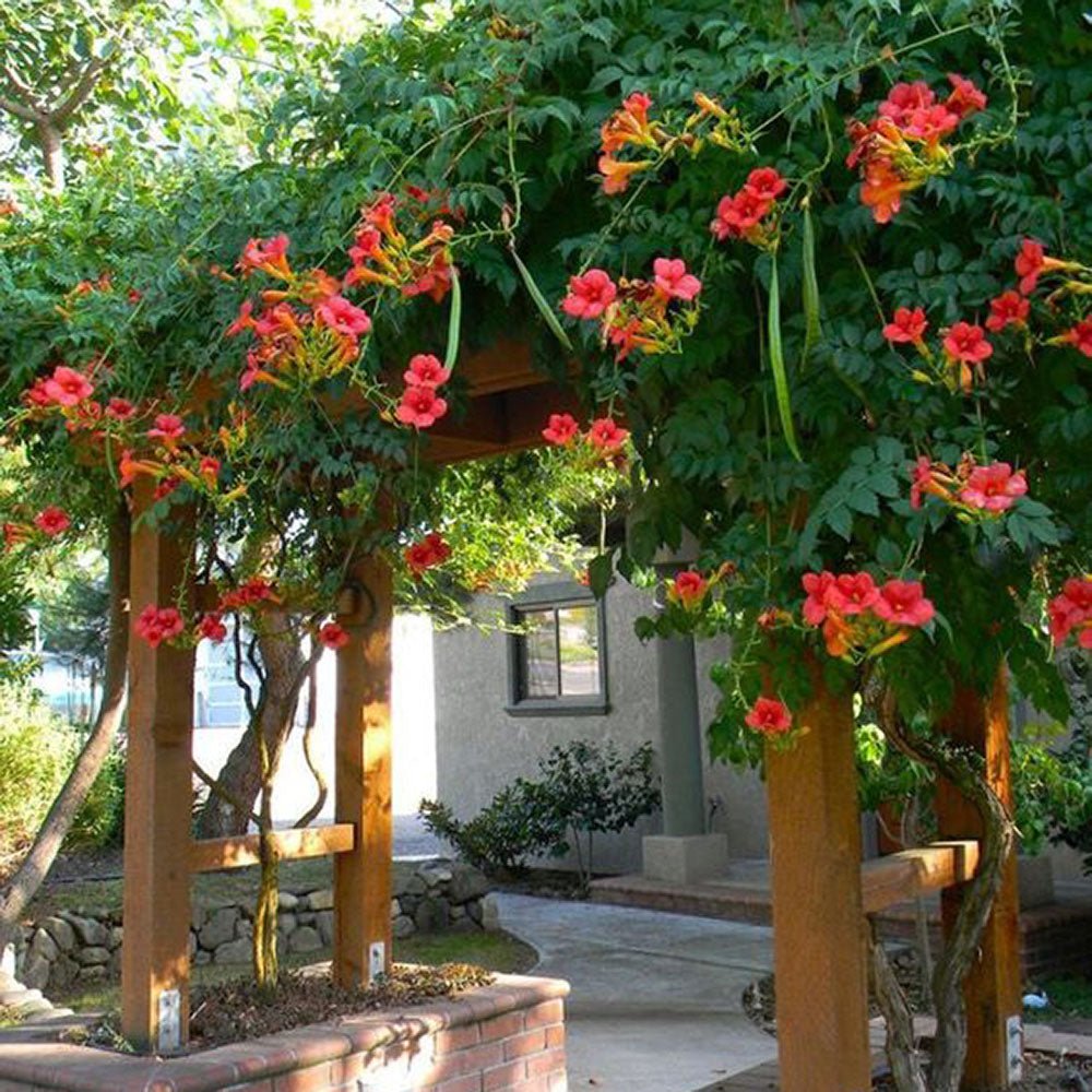 Trompeta Cataratoare, Luleaua turcului Radicans Stromboli, cu flori rosii