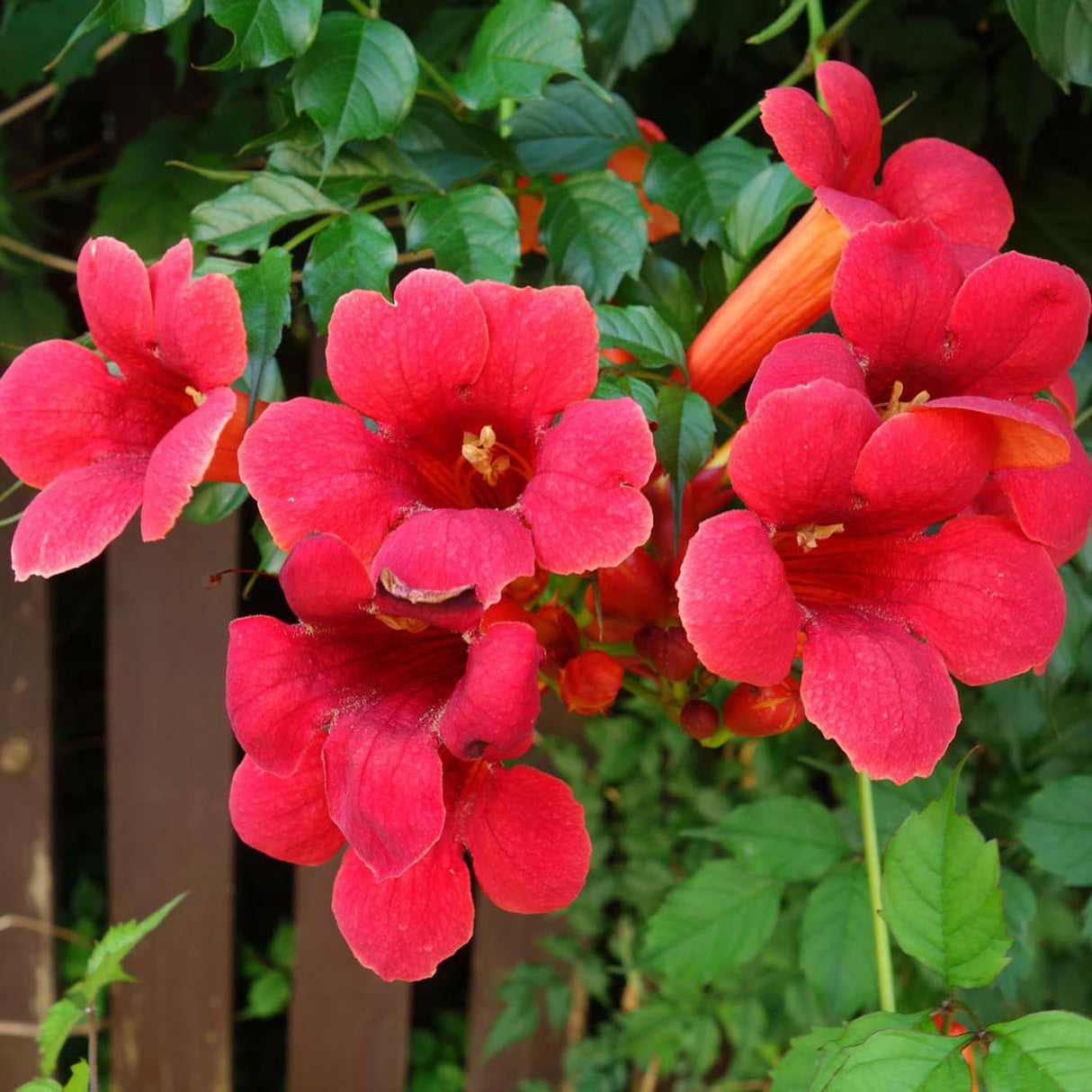 Trompeta Cataratoare, Luleaua turcului Radicans Stromboli, cu flori rosii