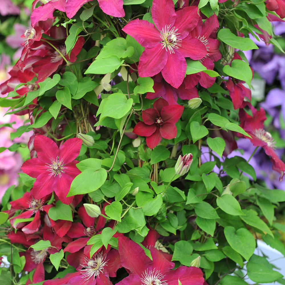 Clematis (Clematita) Westerplatte, cu flori rosii-violet Inchis, cataratoare