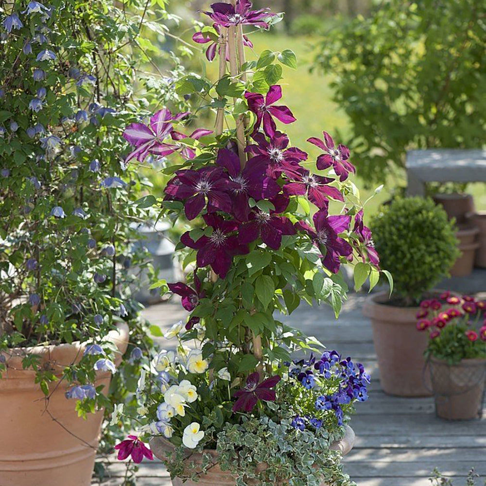 Clematis (Clematita) Westerplatte, cu flori rosii-violet Inchis, cataratoare
