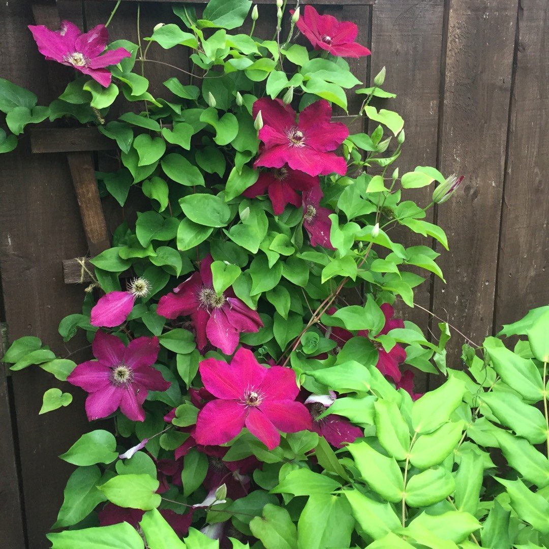 Clematis (Clematita) Westerplatte, cu flori rosii-violet Inchis, cataratoare