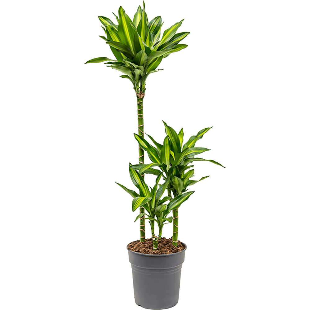 Trunchiul Fericirii (Dracena) Cintho, 3 Tulpini - 110-120 cm