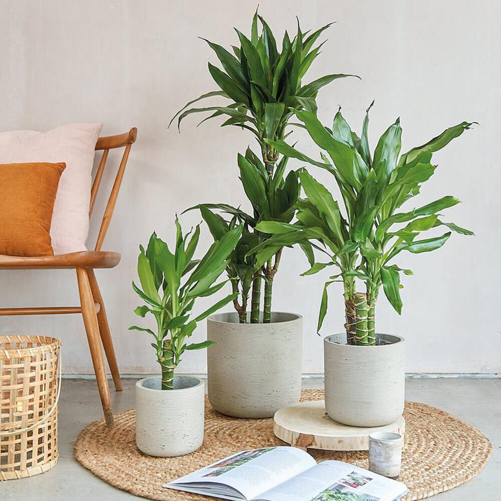 Trunchiul Fericirii (Dracena) Cintho, 3 Tulpini - 110-120 cm