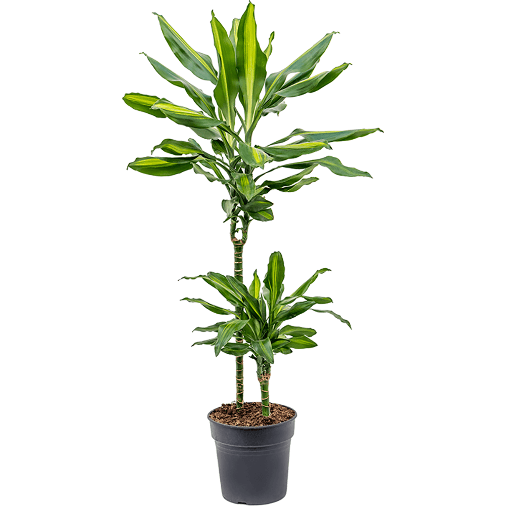 Trunchiul Fericirii (Dracena) Cintho, 2 Tulpini - 100 cm
