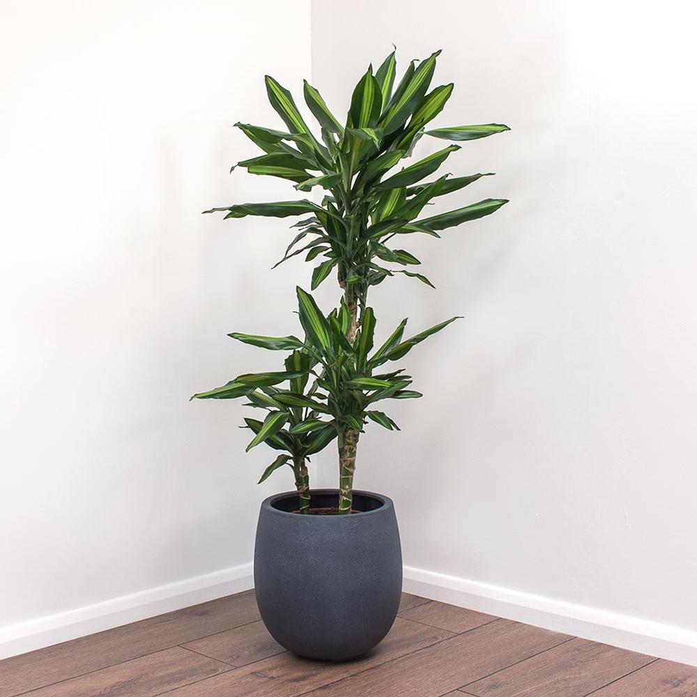Trunchiul Fericirii (Dracena) Cintho, 2 Tulpini - 100 cm