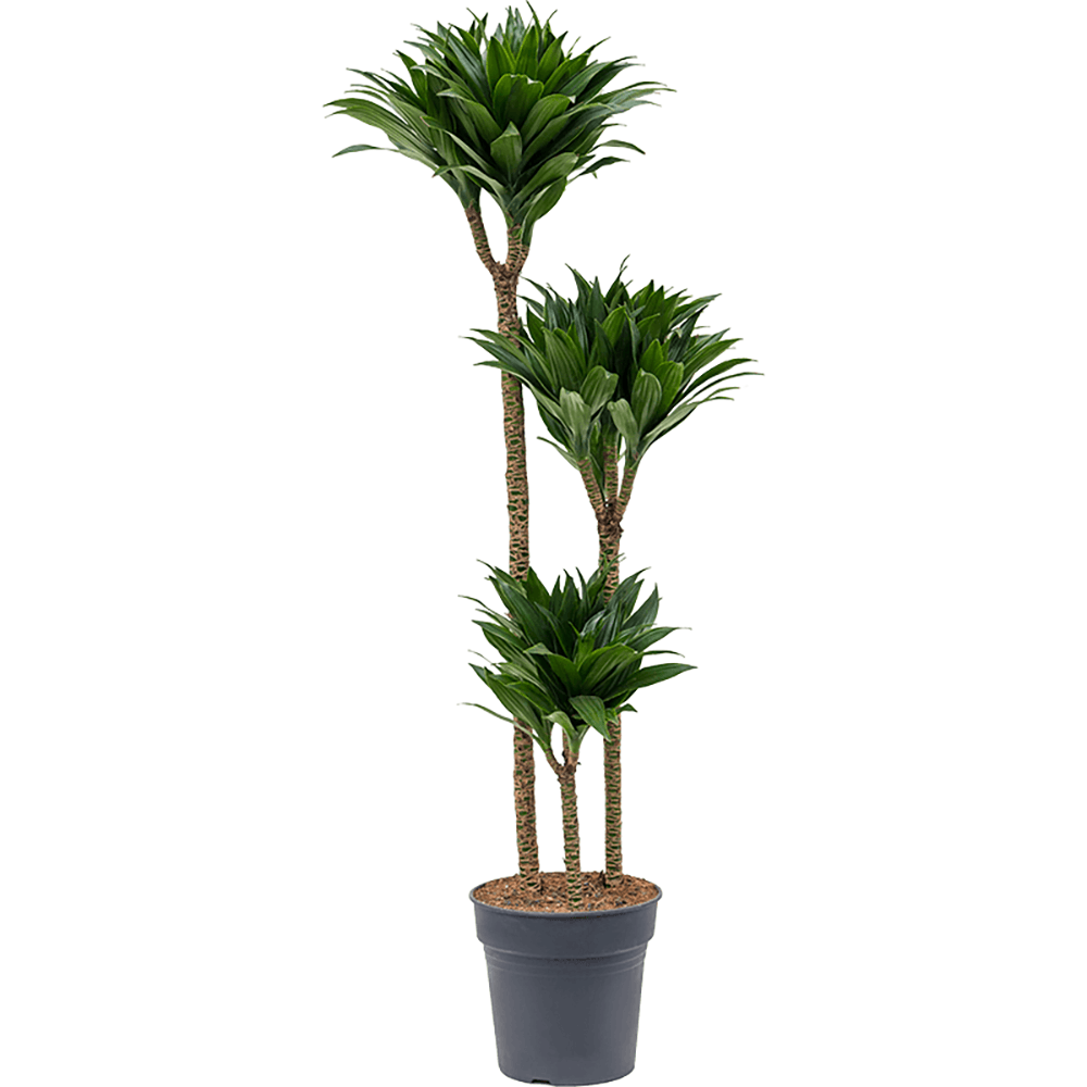Trunchiul Fericirii (Dracena) Compacta, Tulpini Multiple - 120 cm