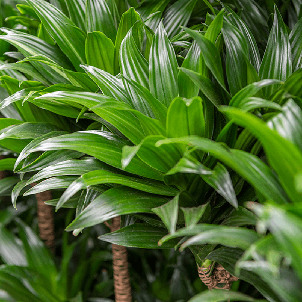 Trunchiul Fericirii (Dracena) Compacta, Tulpini Multiple - 120 cm
