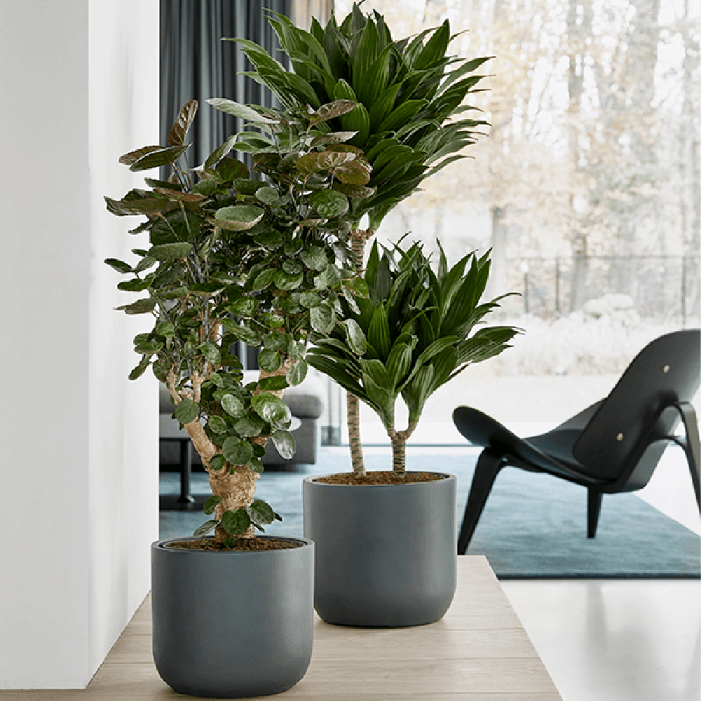 Trunchiul Fericirii (Dracena) Compacta, Tulpini Multiple - 120 cm