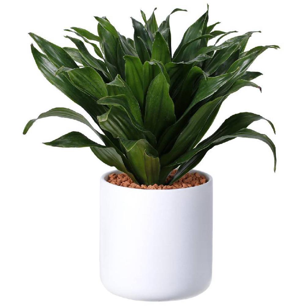 Trunchiul Fericirii (Dracena) Compacta - 40 cm