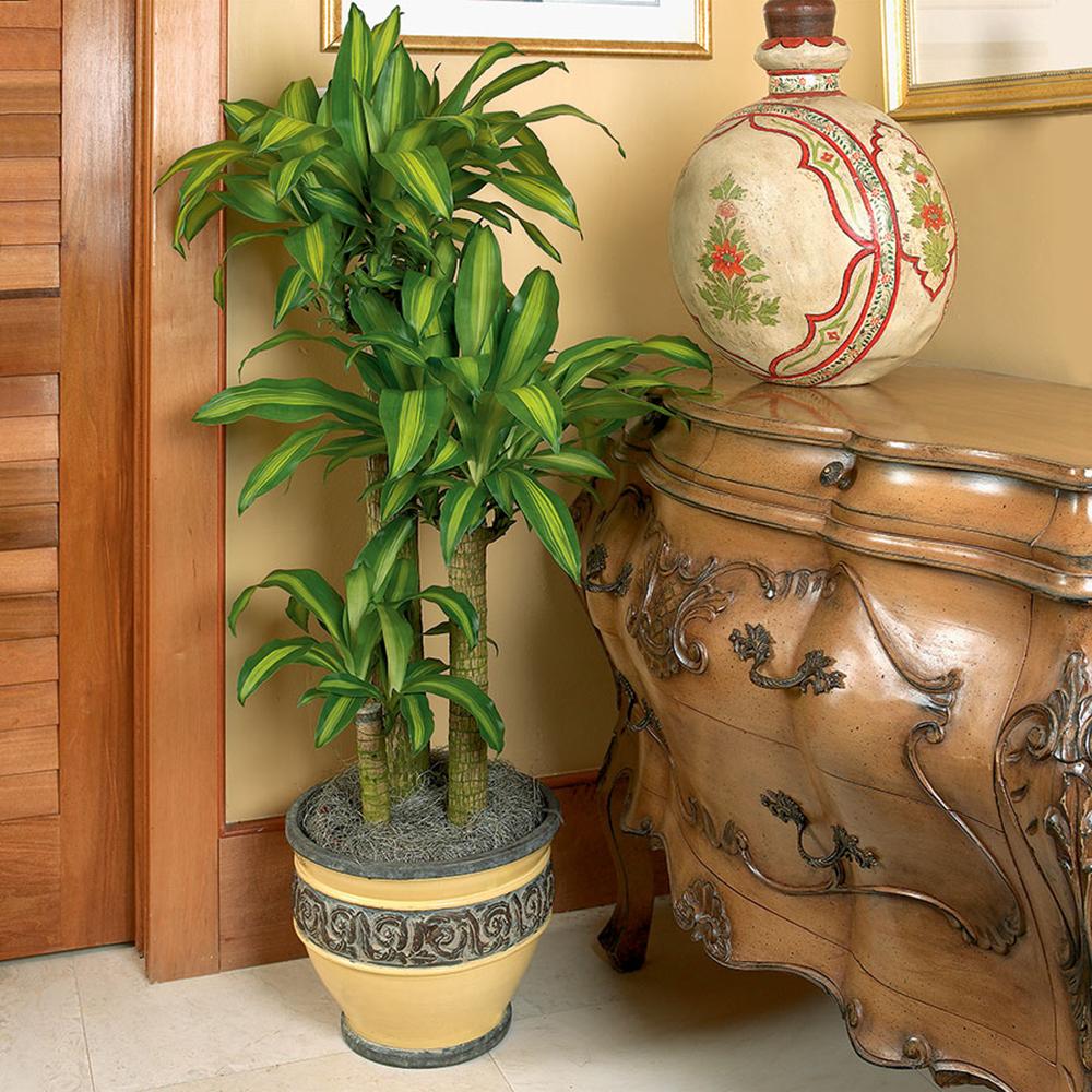 Trunchiul Fericirii (Dracena) Massangeana, Tulpini Multiple - 135 cm