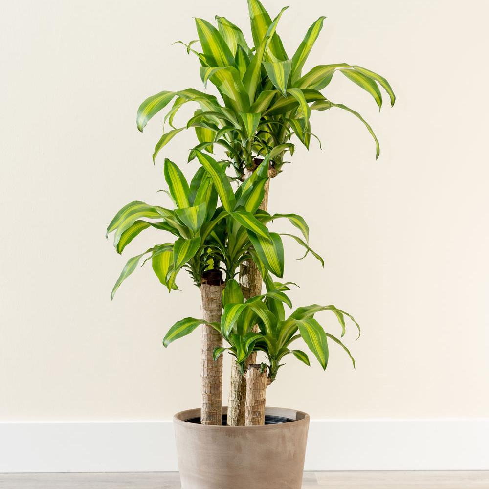 Trunchiul fericirii (Dracaena fragrans) Massangeana, 135 cm la livrare, in ghiveci de Ø  24 cm