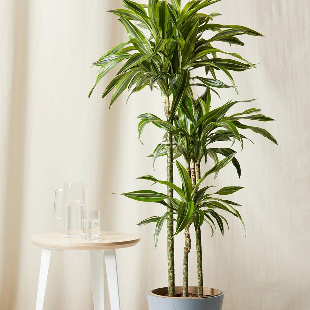 Trunchiul Fericirii (Dracena) Massangeana, Tulpini Multiple - 135 cm