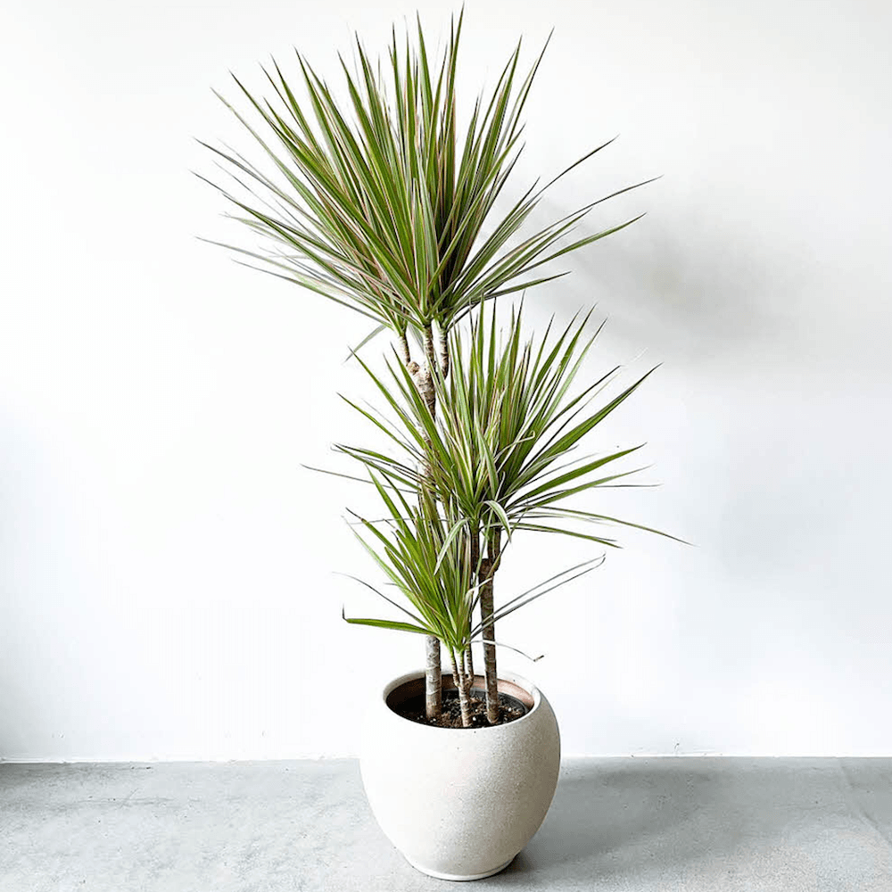 Trunchiul Fericirii (Dracena) Bicolor, Tulpini Multiple - 120 cm