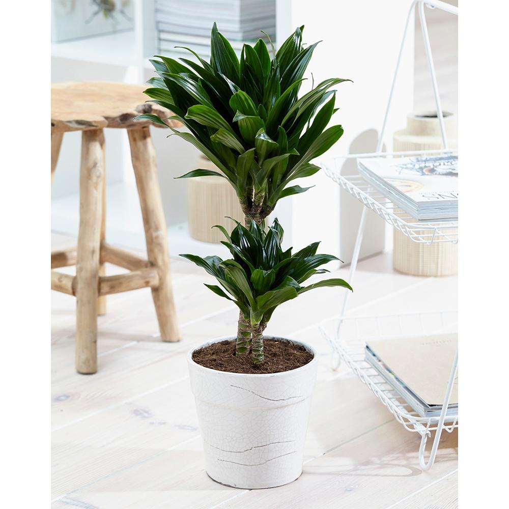 Trunchiul Fericirii (Dracena) Compacta - 100 cm