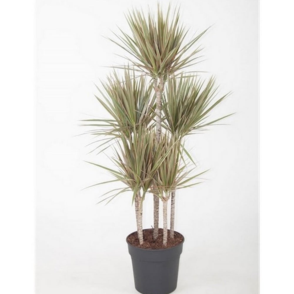 Trunchiul Fericirii (Dracena) Bicolor - 100 cm