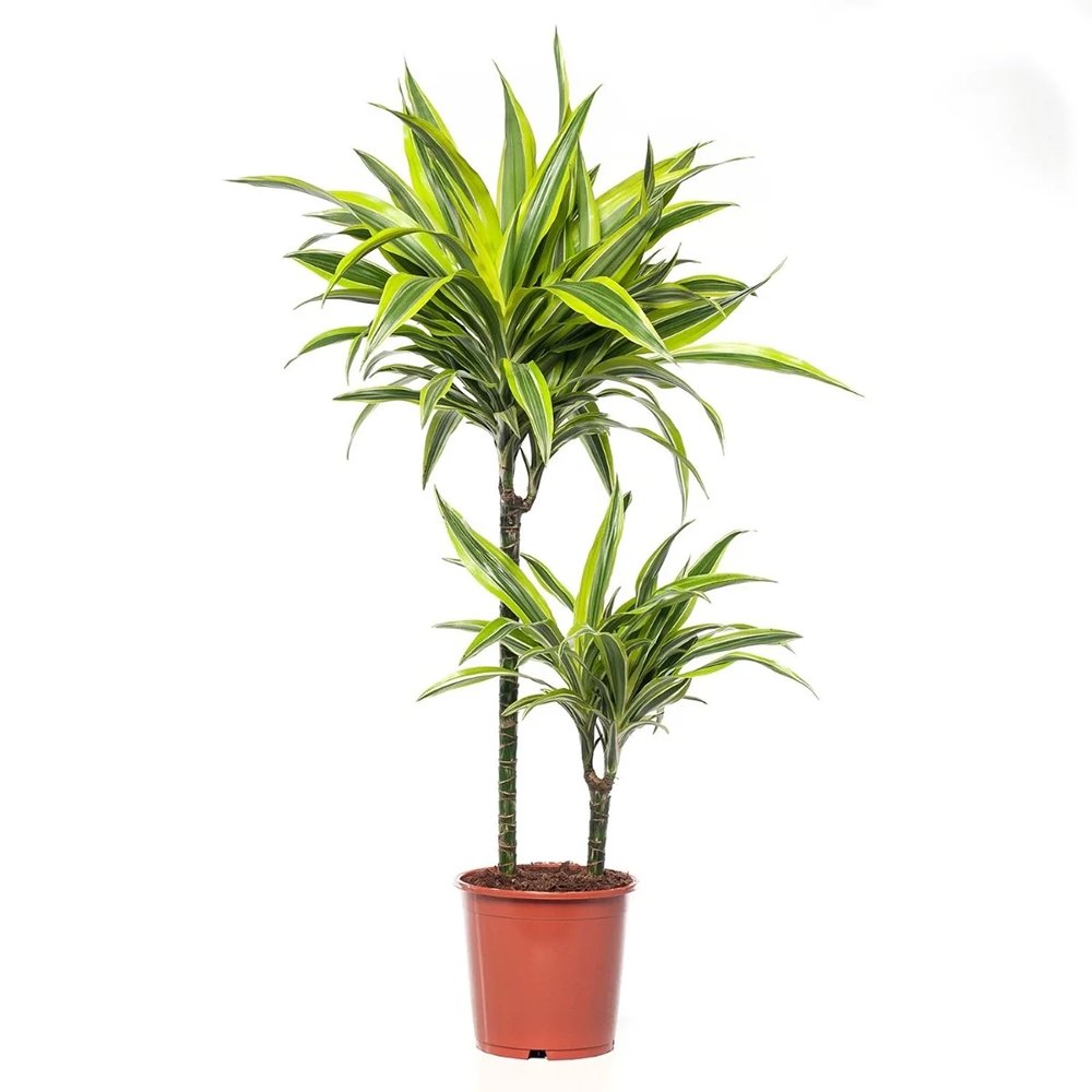 Trunchiul Fericirii (Dracena) Fragrans Golden Coast - 90 cm