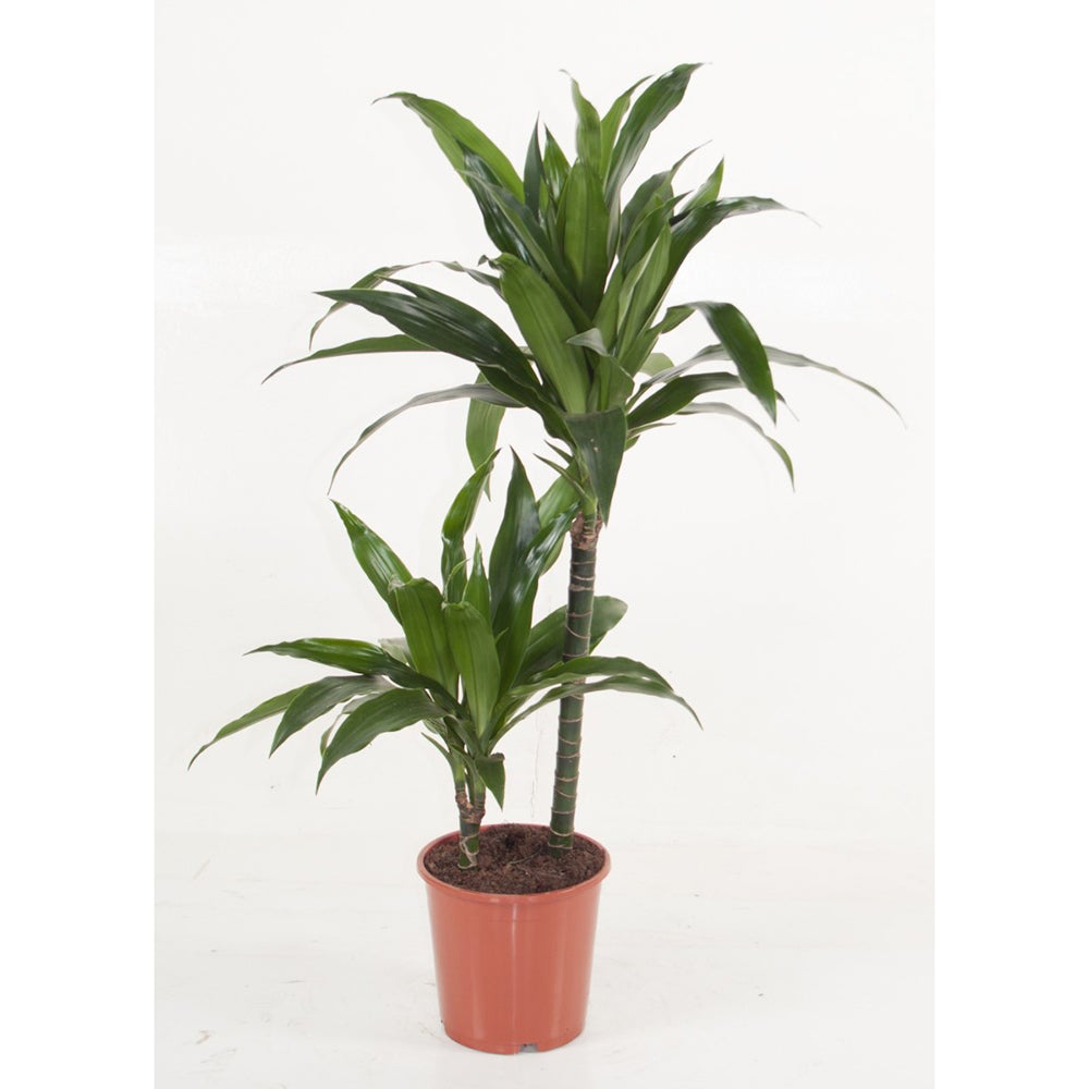 Trunchiul Fericirii (Dracena) Green Jewel, Tulpini Multiple - 80 cm