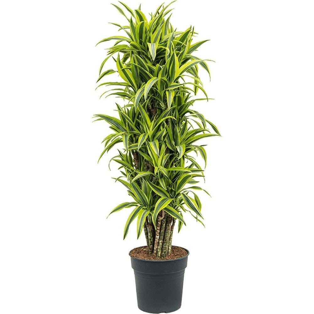 Trunchiul Fericirii (Dracena) Lemon Lime - 140 cm